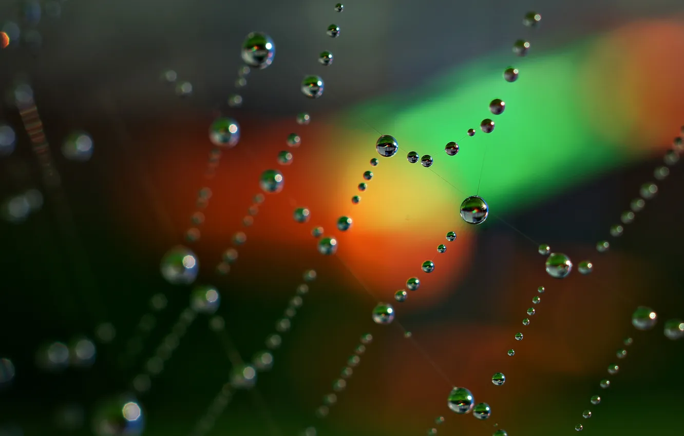Photo wallpaper water, drops, Rosa, glare, color, web