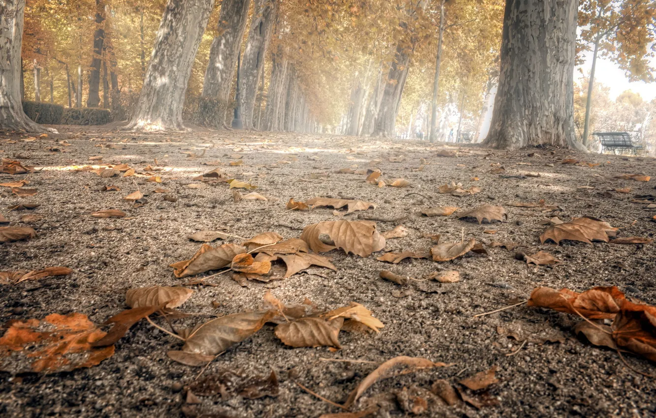 Photo wallpaper leaves, the city, street