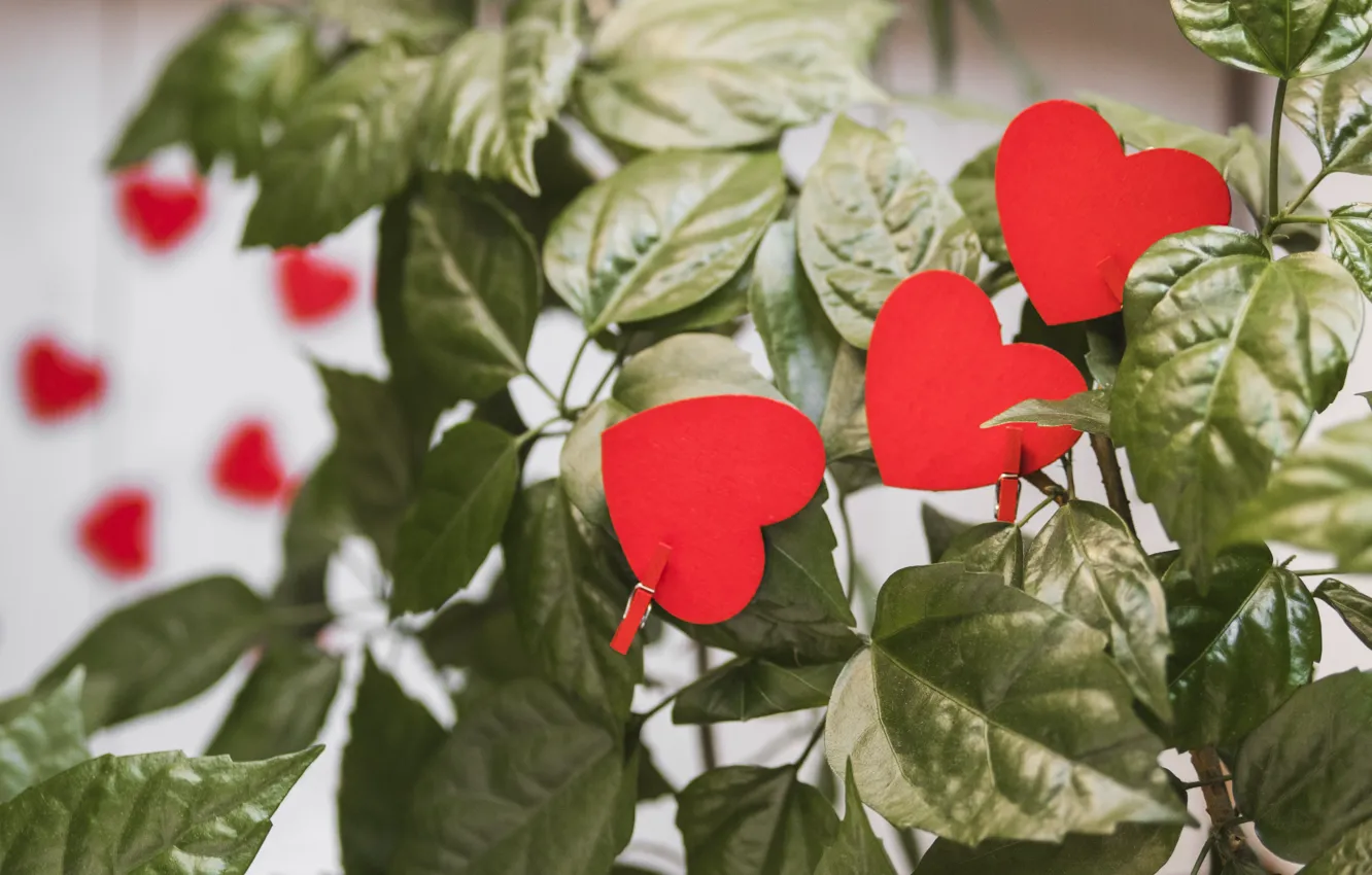 Photo wallpaper leaves, red, holiday, heart, plant, hearts, Valentine's day, clothespins