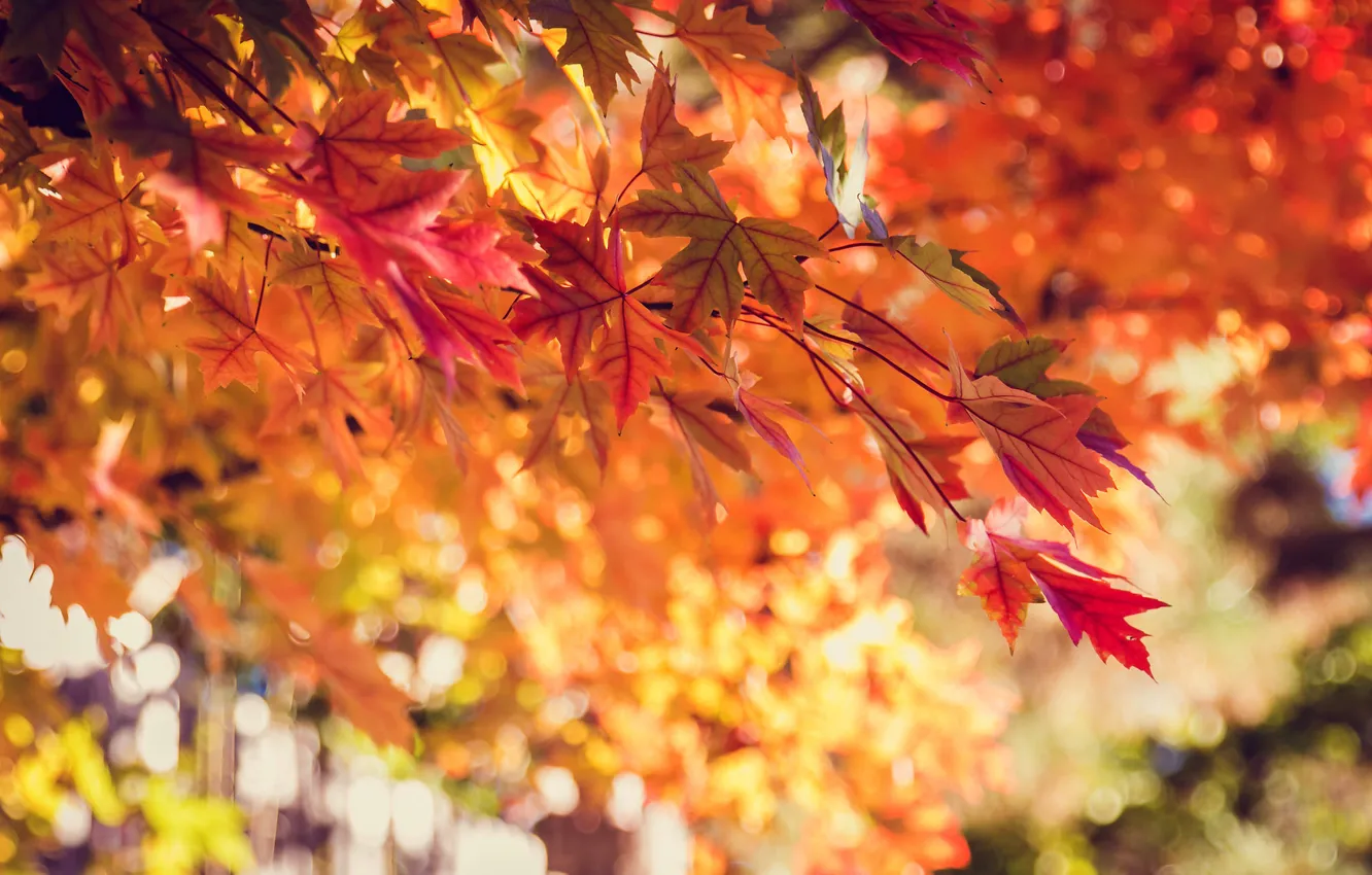 Photo wallpaper autumn, leaves, nature, tree, yellow, red, orange, bokeh