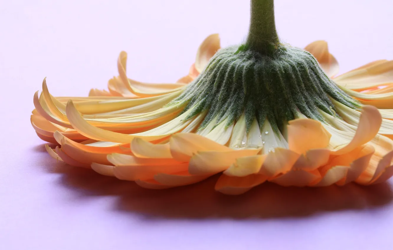 Photo wallpaper macro, nature, petals, gerbera