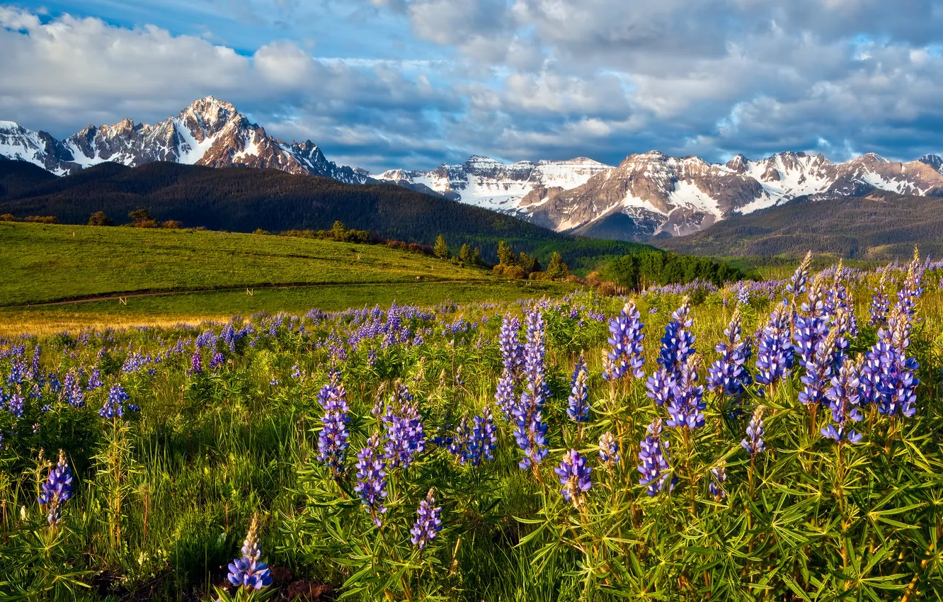 Photo wallpaper field, clouds, flowers, mountains, dal, lupins