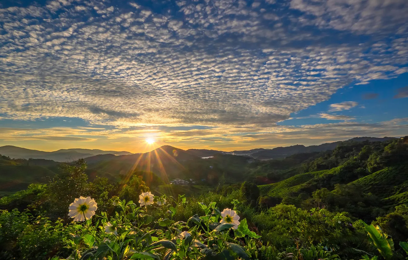 Photo wallpaper clouds, sunset, flowers, mountains