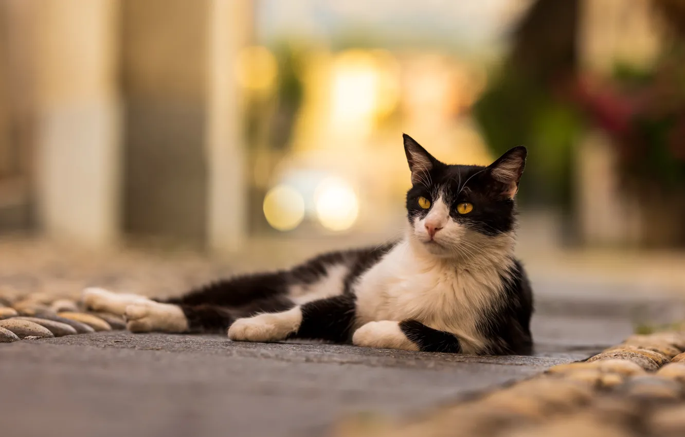 Photo wallpaper cat, cat, lies, black and white