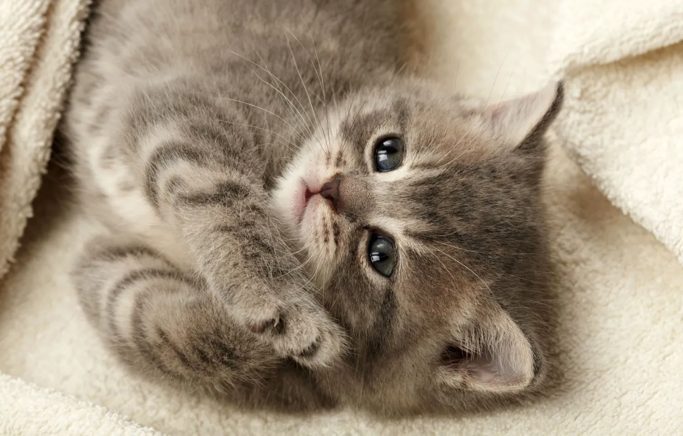 Photo wallpaper kitty, grey, paws, cute