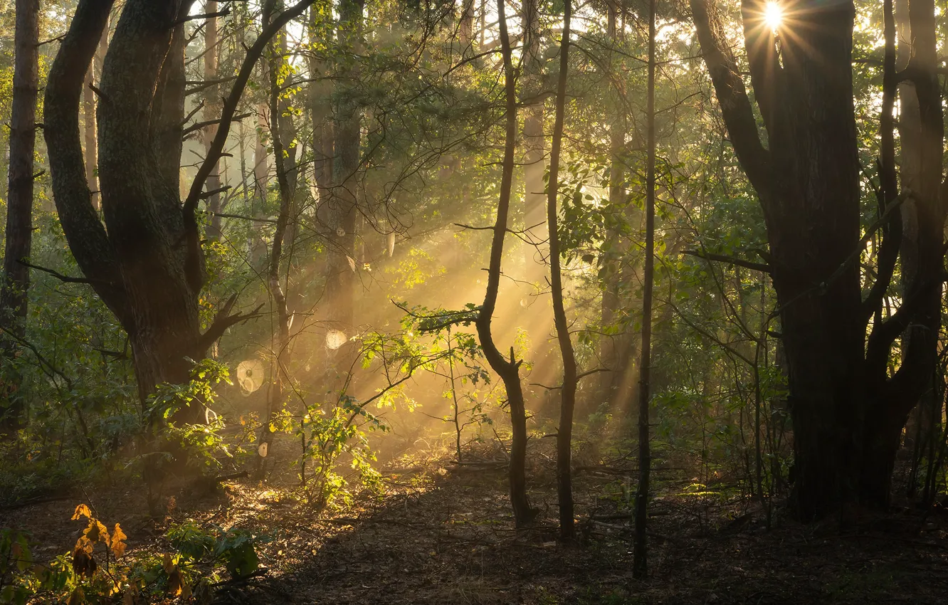 Photo wallpaper forest, the sun, rays, light, trees, branches, fog, foliage