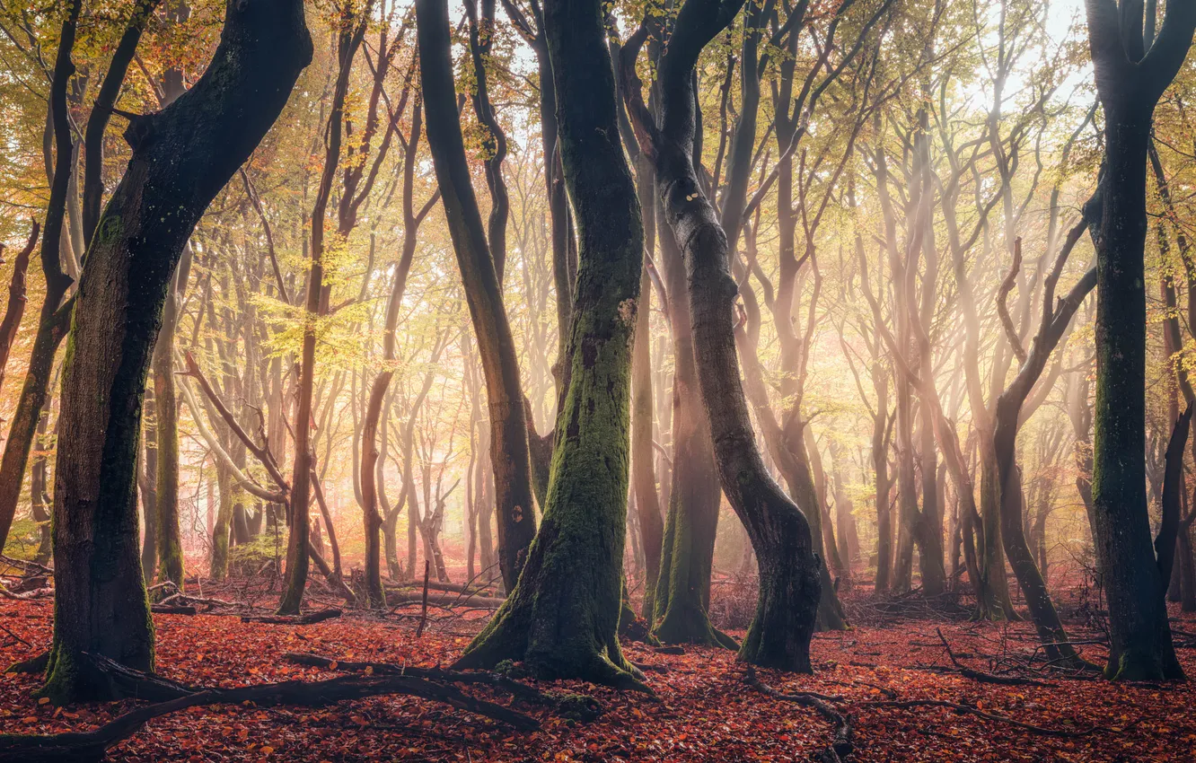 Photo wallpaper autumn, forest, trees, fog, Park