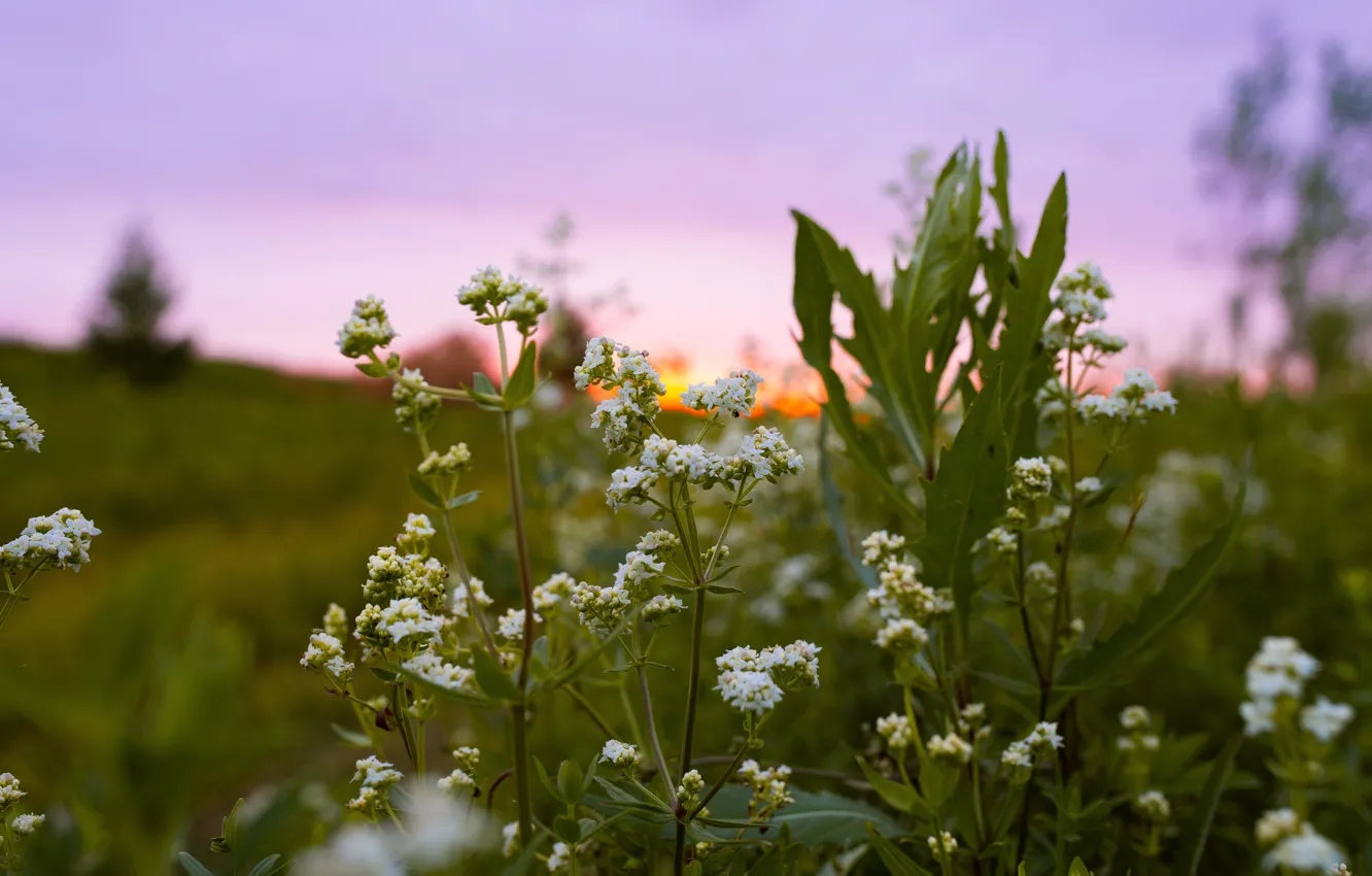 Photo wallpaper field, summer, macro, sunset, flowers, nature