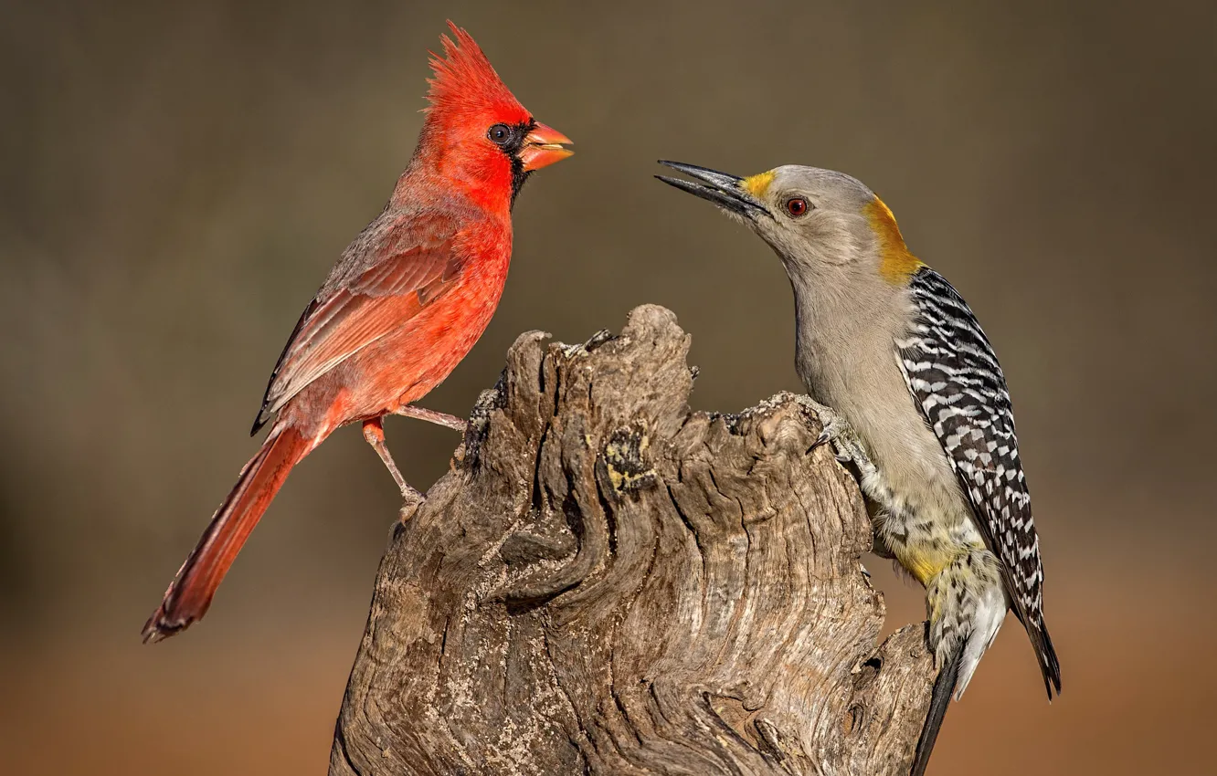 Photo wallpaper birds, nature, beak, woodpecker, red cardinal