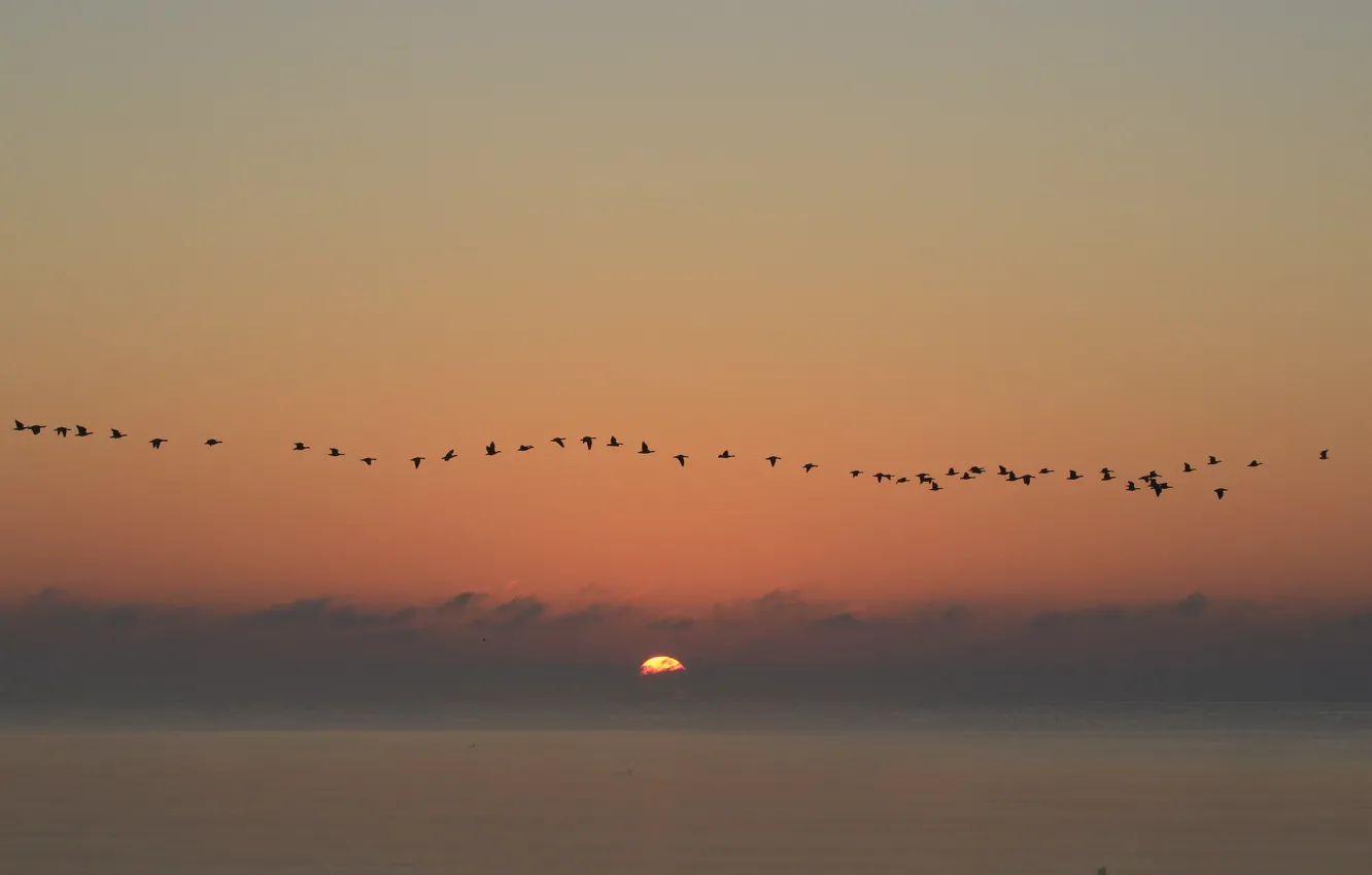 Photo wallpaper seascape, birds, sunrise