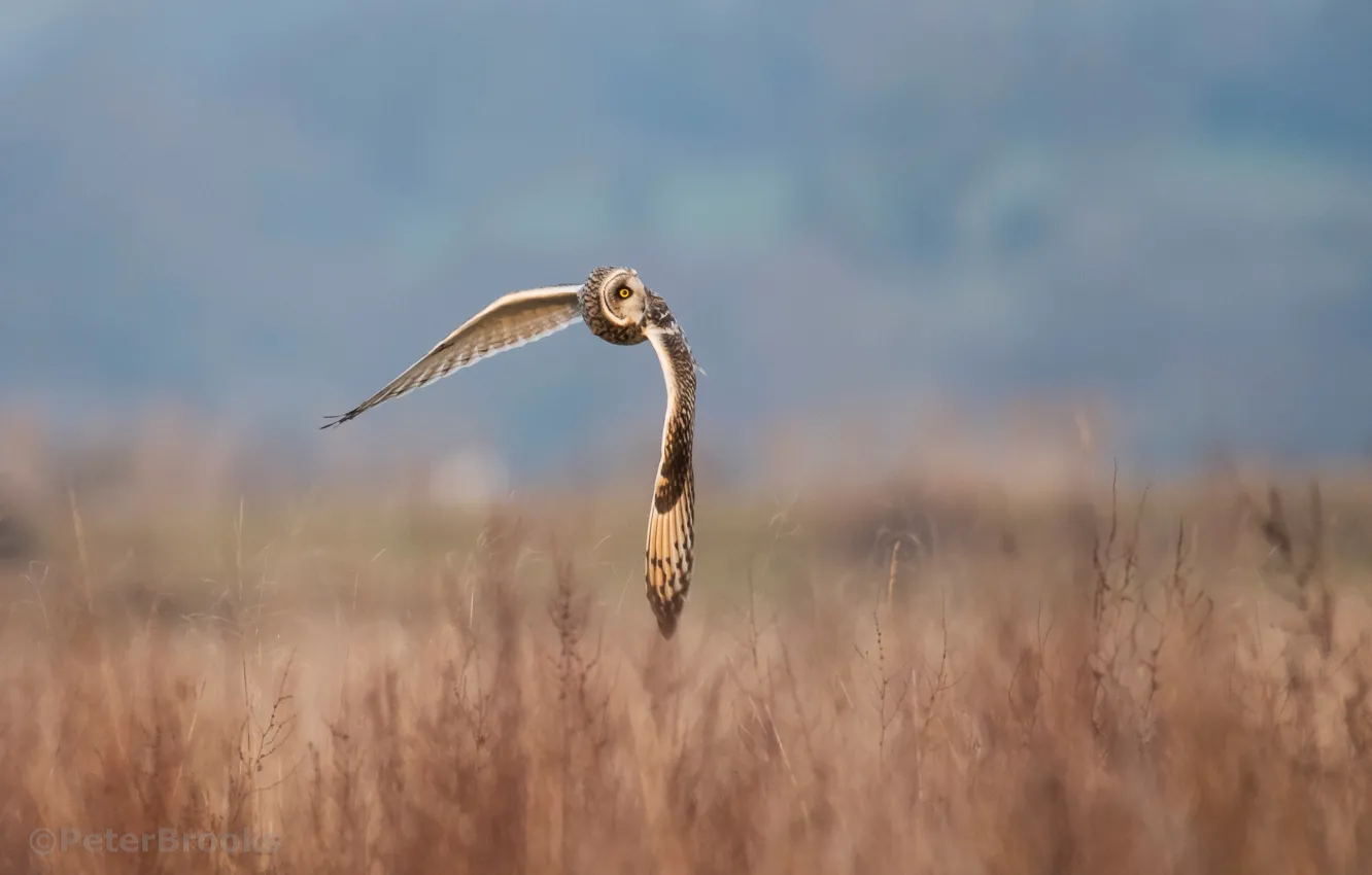 Photo wallpaper field, grass, the sun, flight, nature, owl, bird, wings