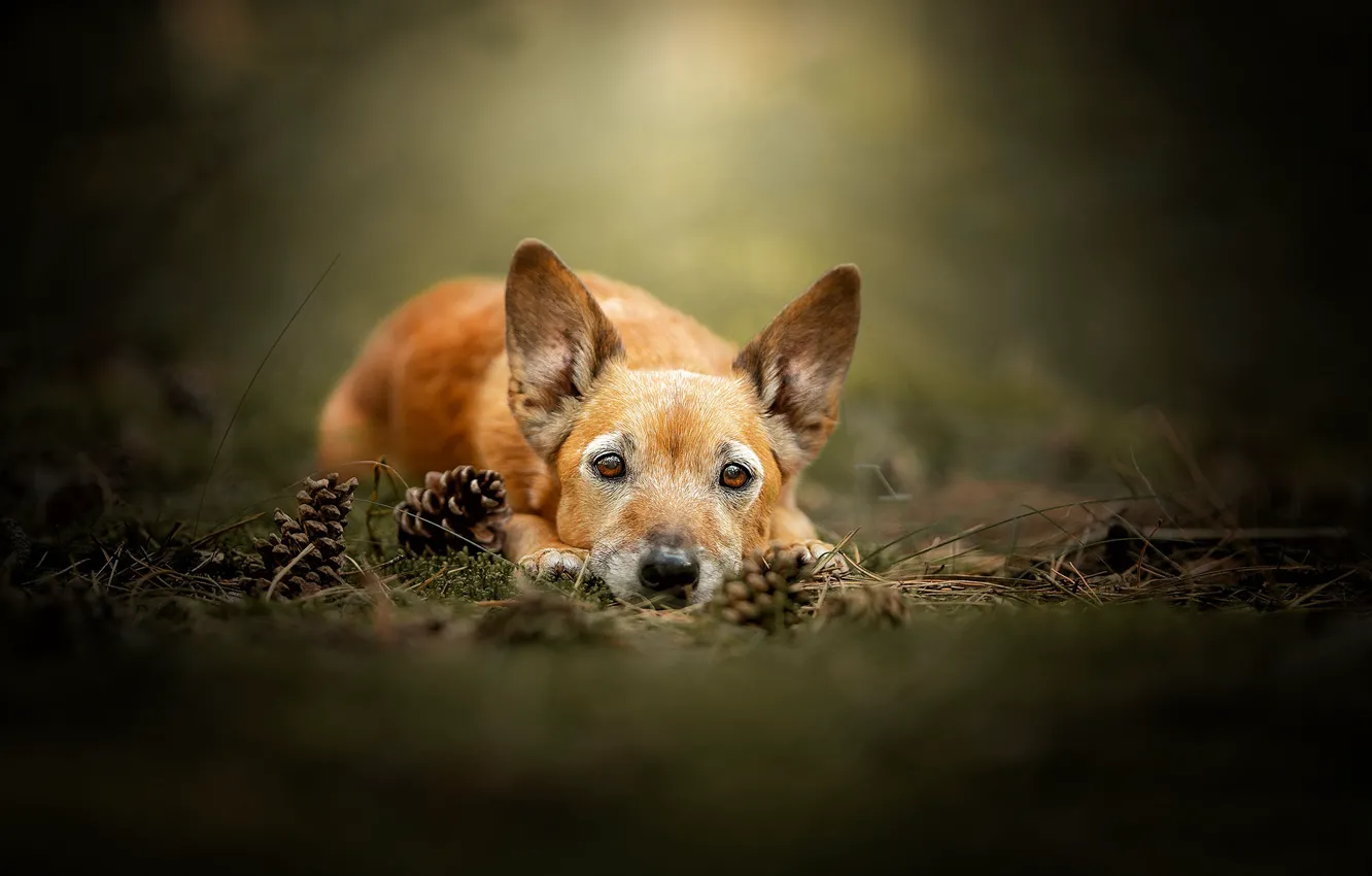 Photo wallpaper look, face, dog, ears, bumps, bokeh