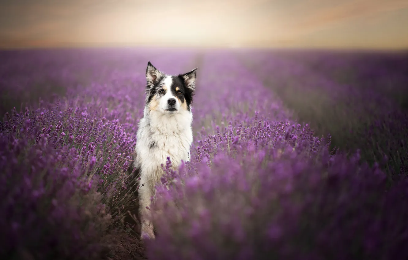 Photo wallpaper field, summer, the sky, flowers, dog, lavender, bokeh, the border collie
