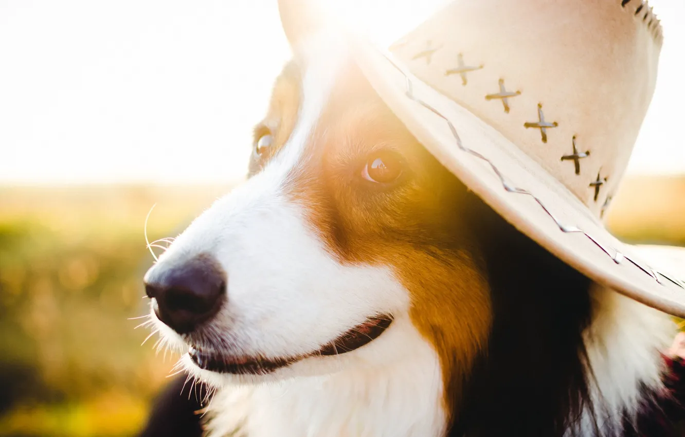 Photo wallpaper face, light, dog, hat
