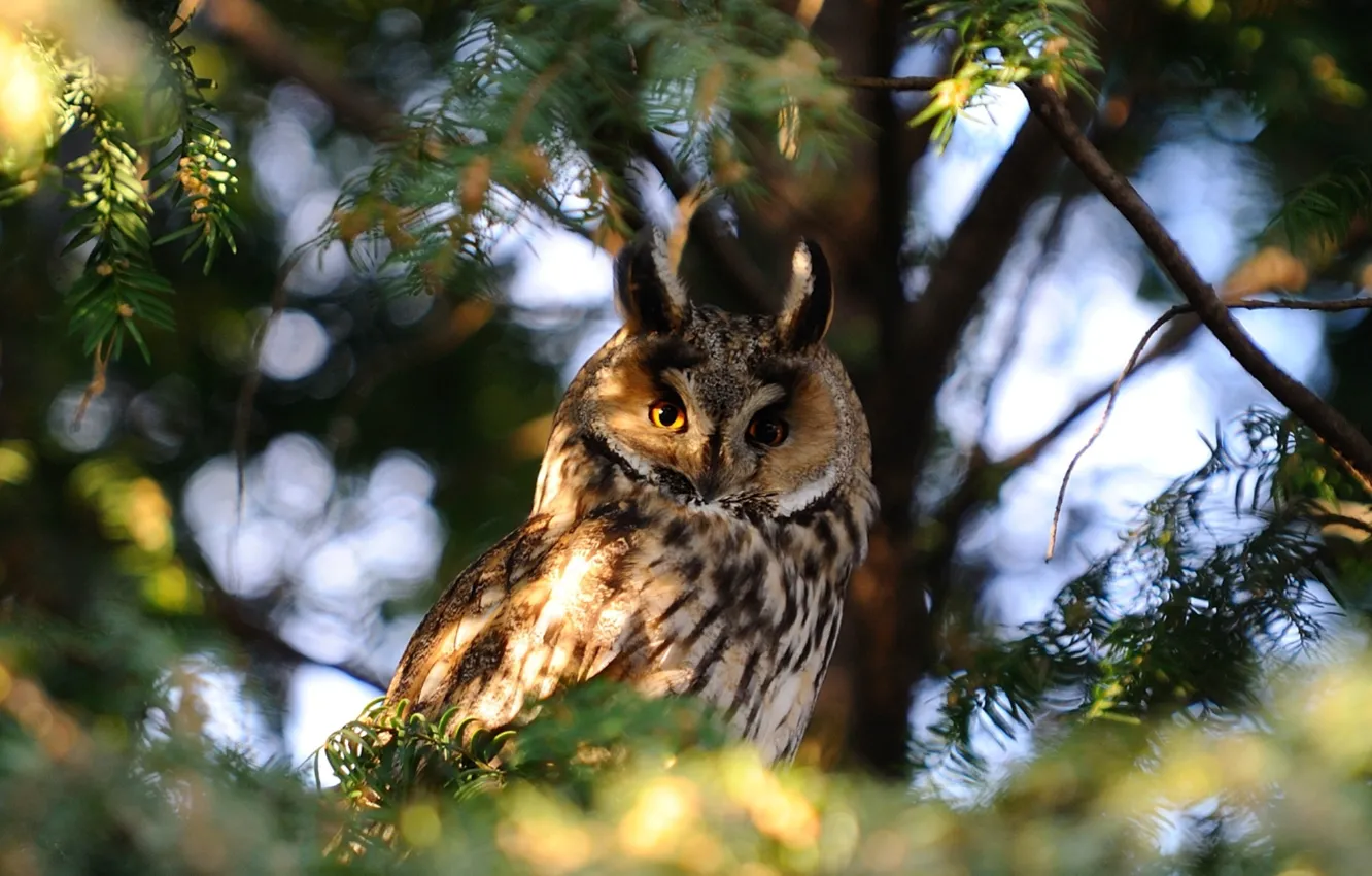 Photo wallpaper Nature, Photo, Tree, Owl, Branches