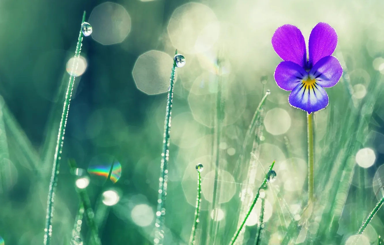 Photo wallpaper summer, grass, drops, macro, flowers, nature, Rosa, bokeh