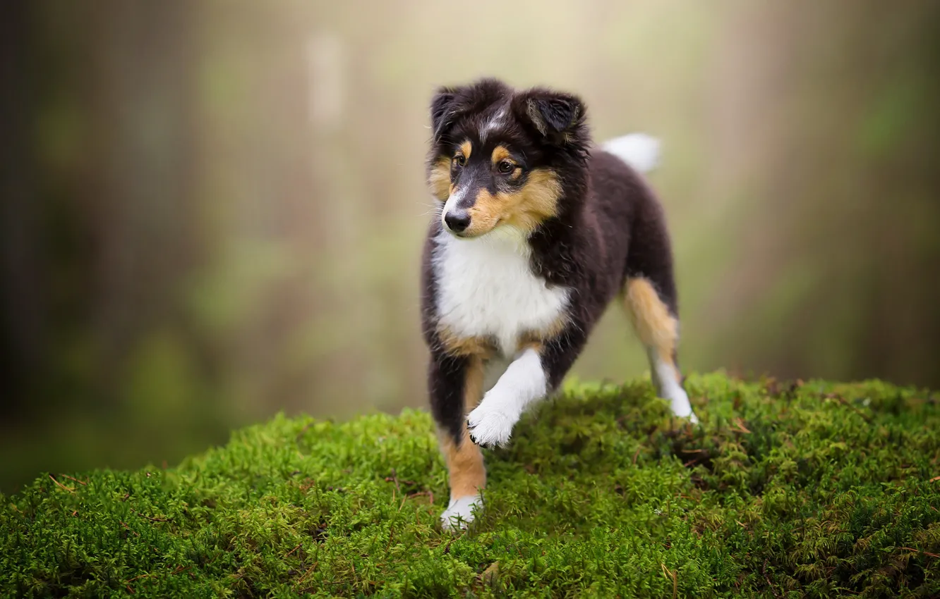 Photo wallpaper forest, look, nature, pose, green, background, moss, dog