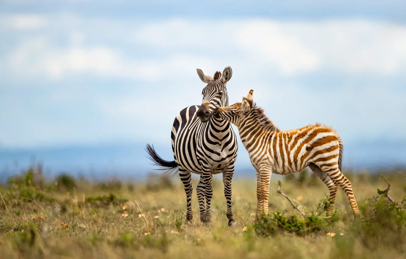 Photo wallpaper field, the sky, two, baby, Zebra, pair, cub, mom