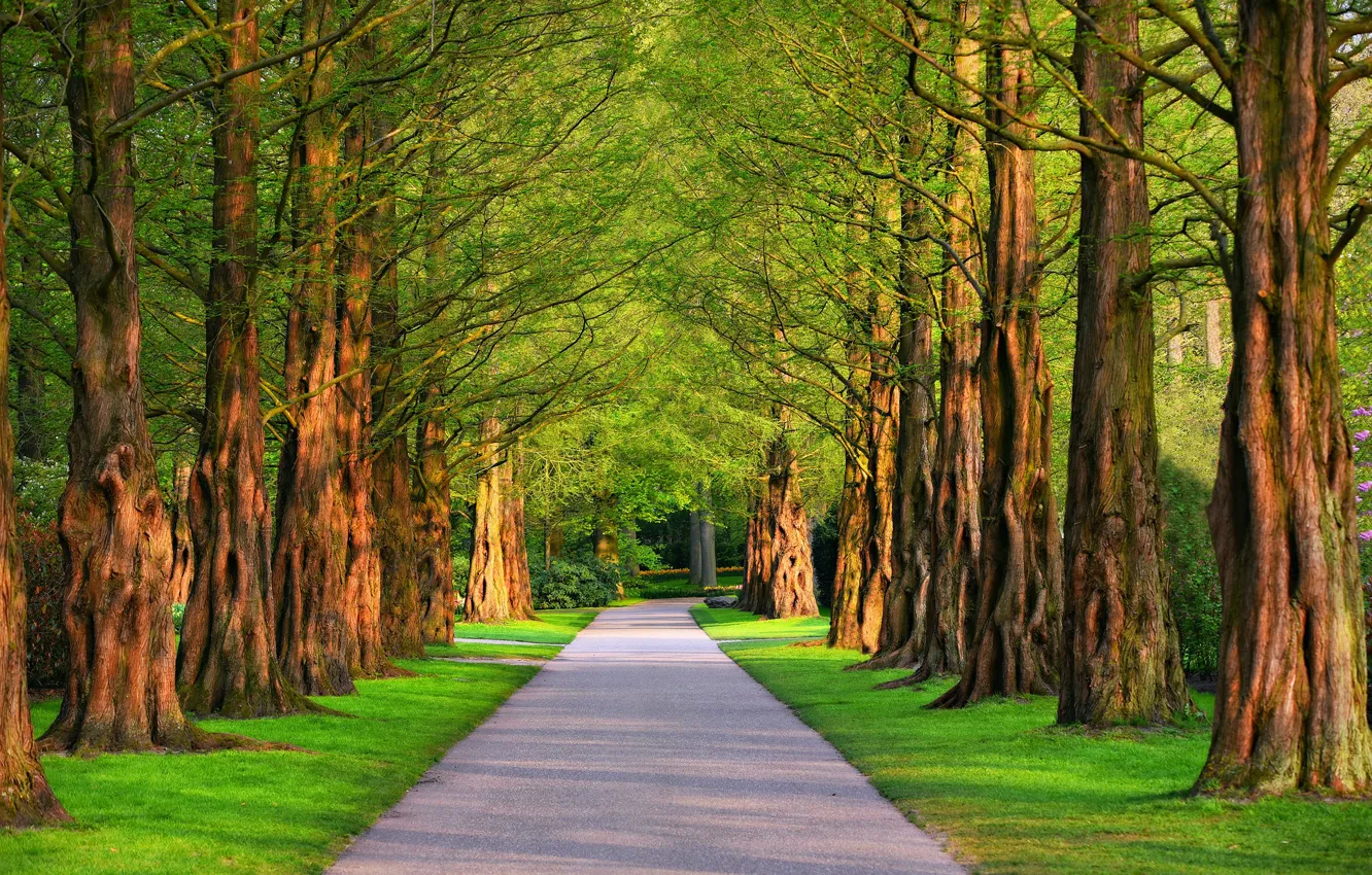 Photo wallpaper summer, the sun, trees, track, alley