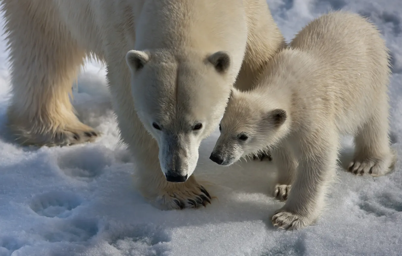 Photo wallpaper snow, nature, bear