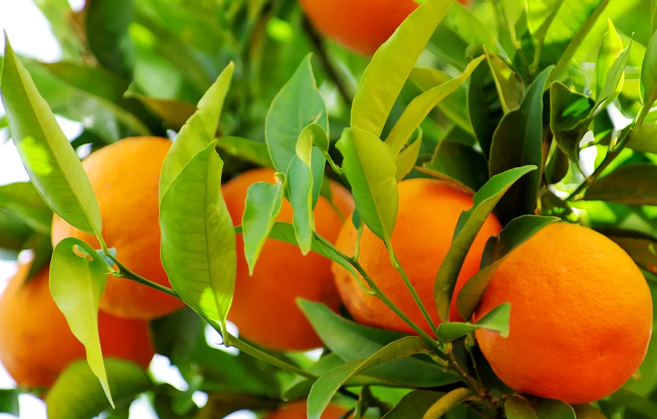 Photo wallpaper oranges, leaves, fruits, oranges