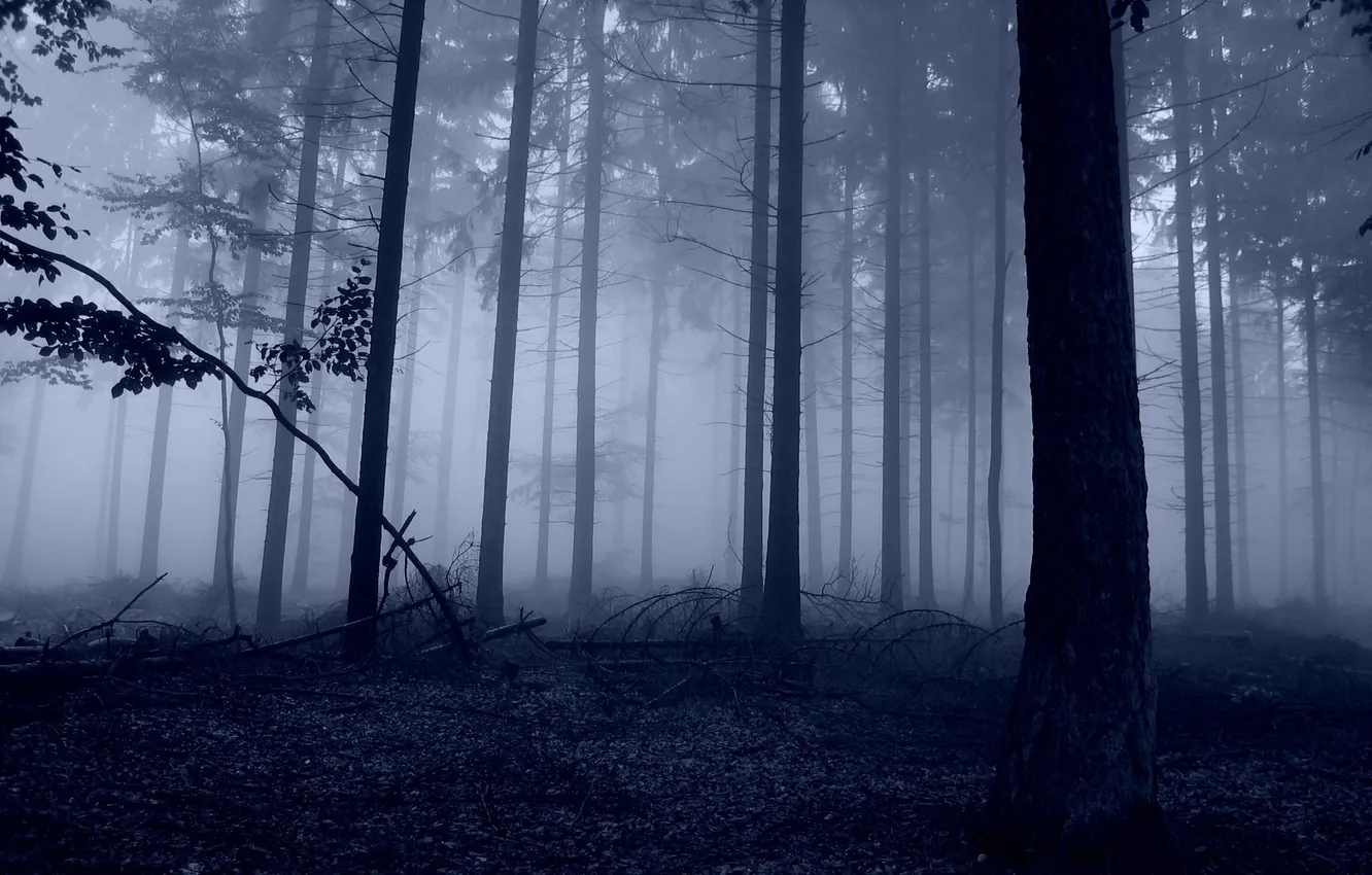 Photo wallpaper forest, trees, nature, photo