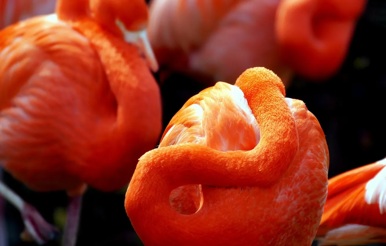 Photo wallpaper bird, focus, pink, Flamingo