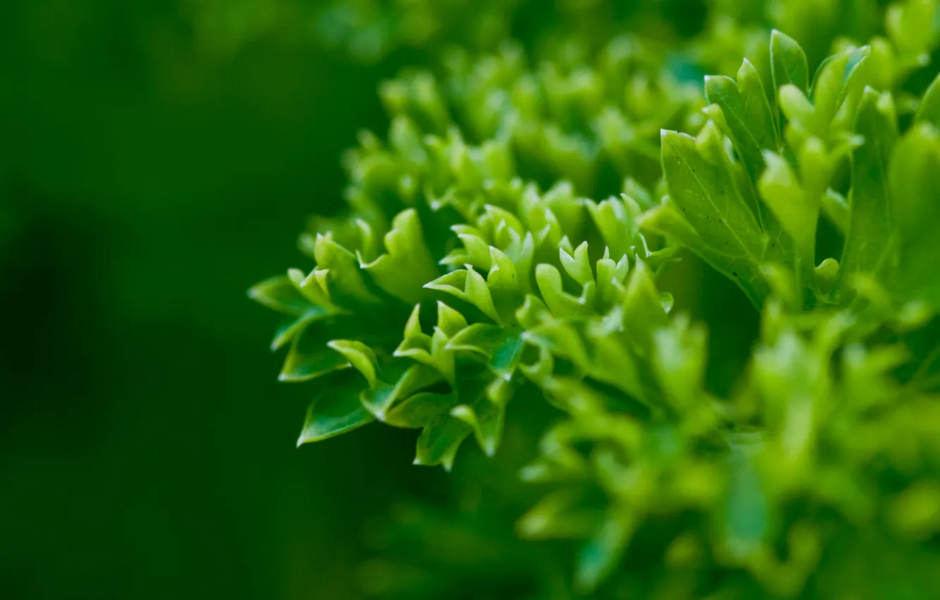 Photo wallpaper leaves, macro, nature, photo, background, plant