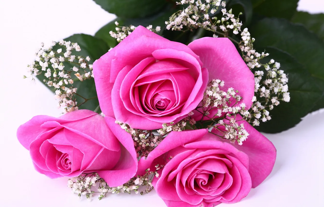 Photo wallpaper roses, bouquet, pink, gypsophila