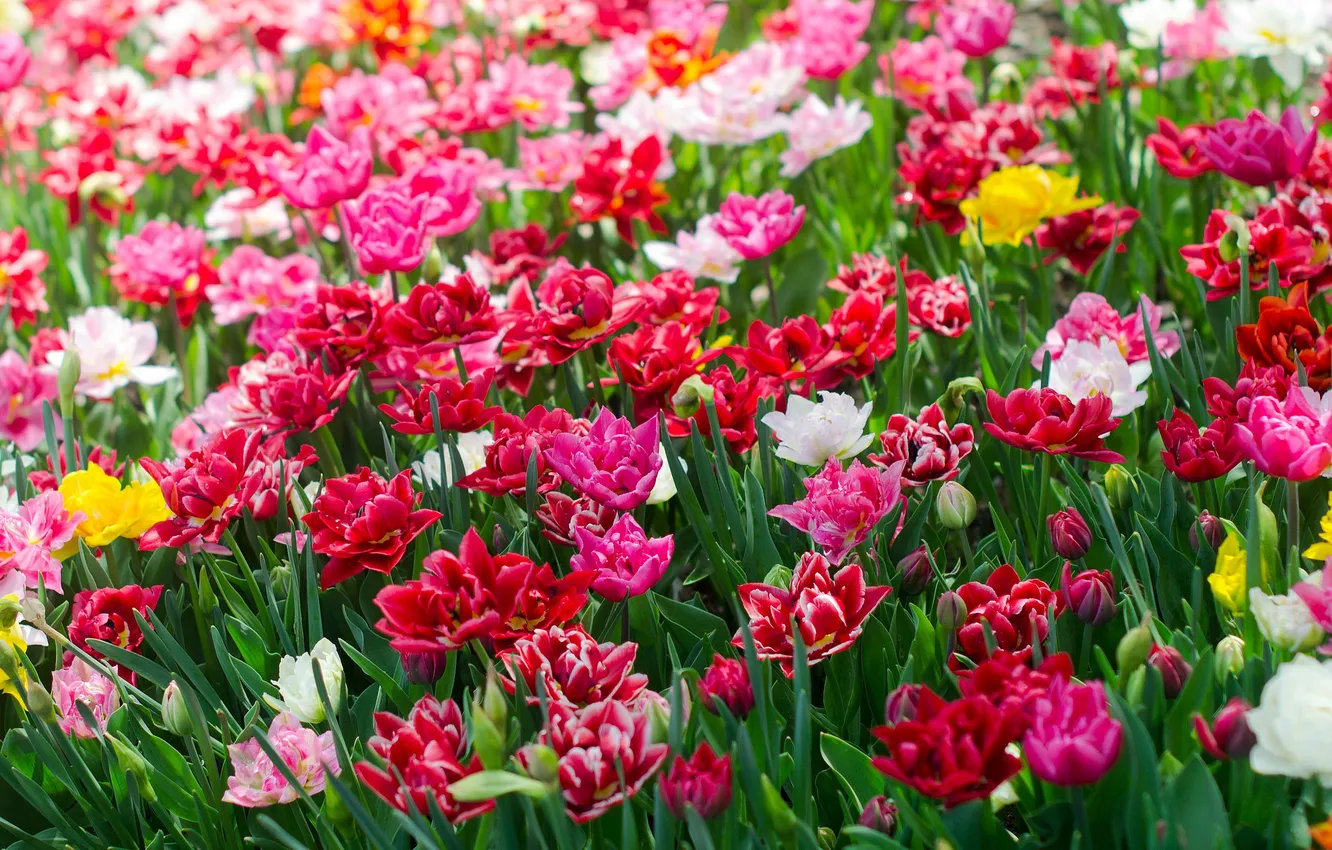 Photo wallpaper petals, tulips, colorful, flowering, a lot