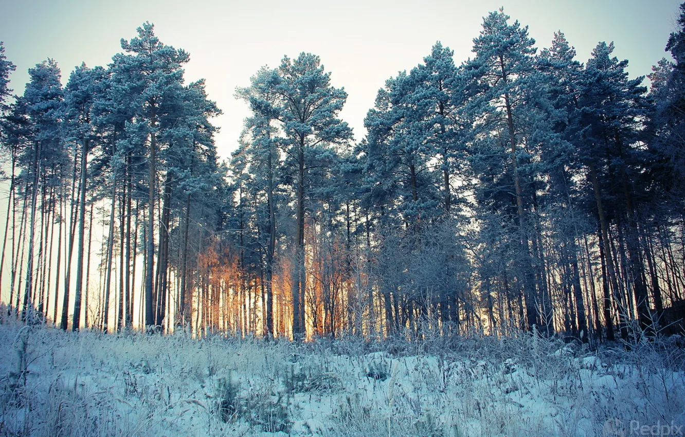 Photo wallpaper winter, snow, trees, landscape, nature