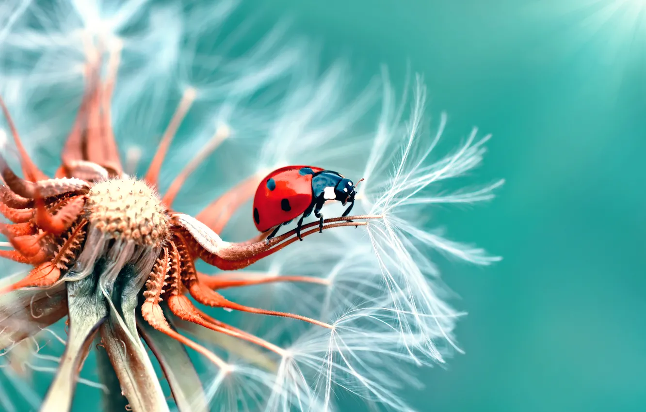 Photo wallpaper macro, dandelion, ladybug