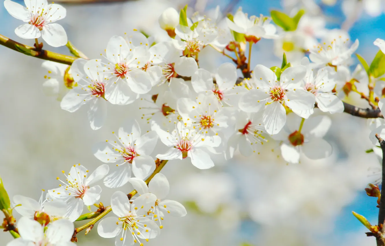 Photo wallpaper white, flower, spring