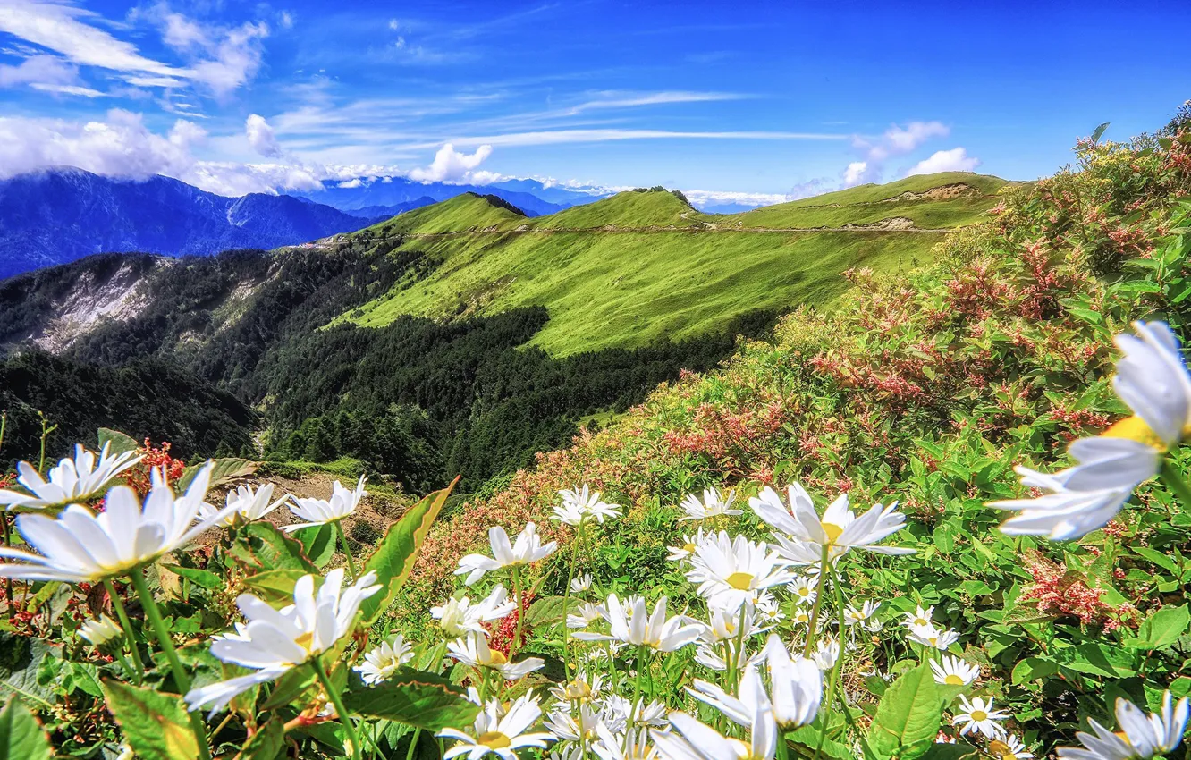 Photo wallpaper forest, summer, the sky, clouds, flowers, mountains, blue, hills