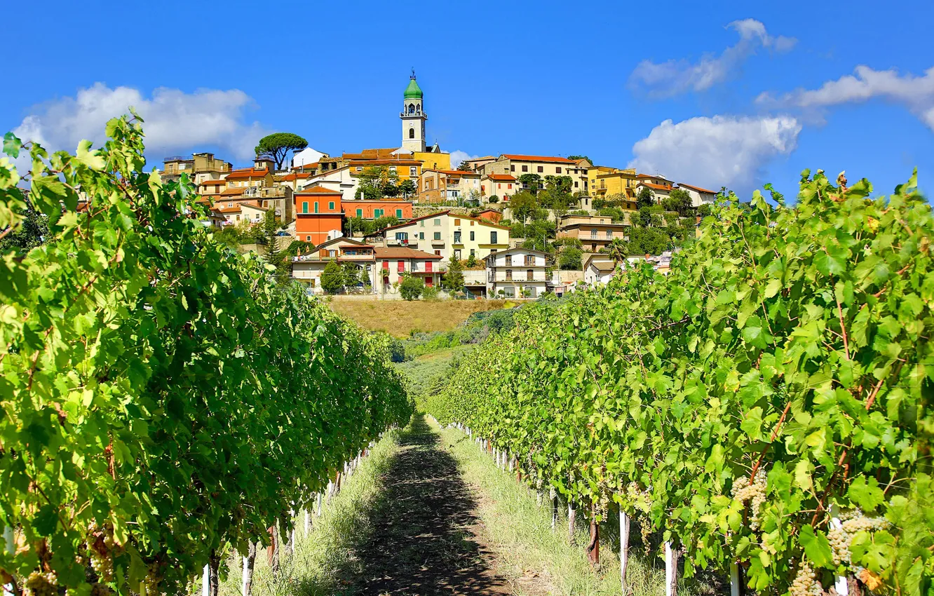 Photo wallpaper Italy, vineyard, Campaign, Sant'Angelo al Esca