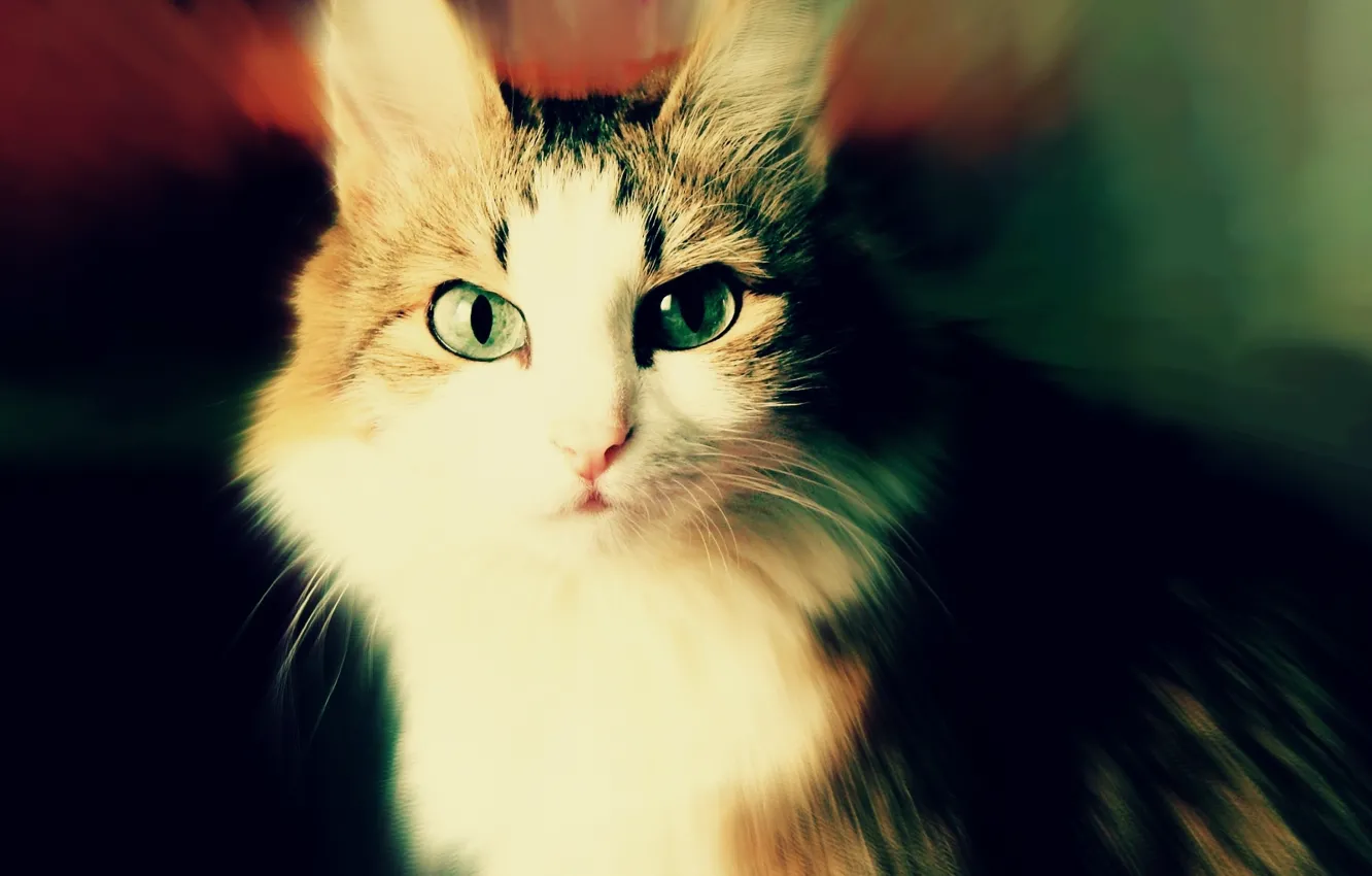 Photo wallpaper cat, animal, Cat, Musya