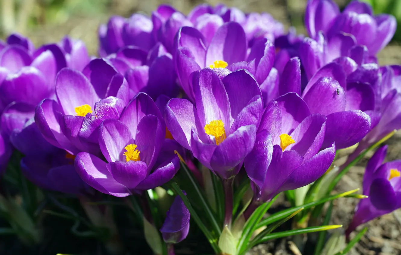 Photo wallpaper purple, spring, crocuses