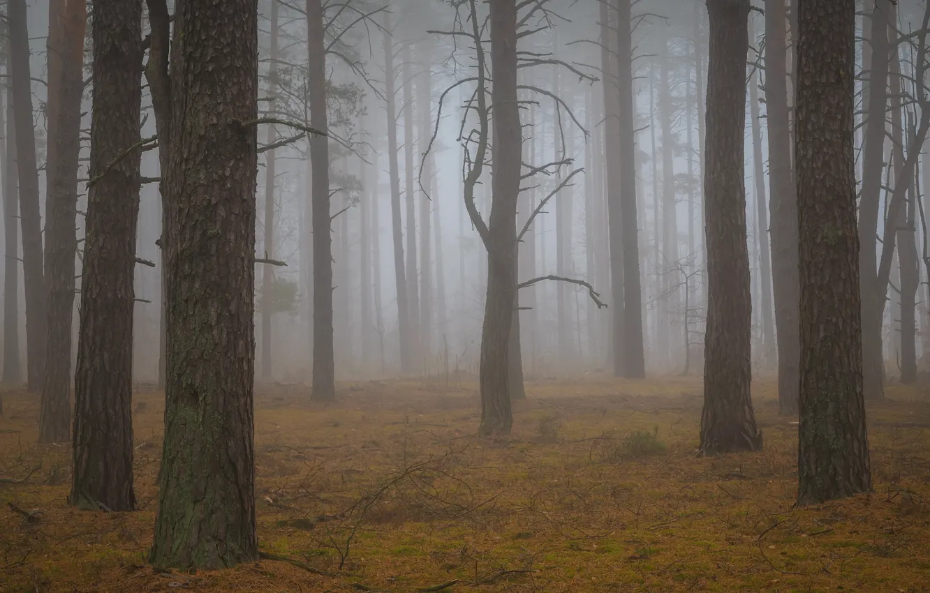 Photo wallpaper forest, trees, branches, fog, morning, haze, trunk, pine