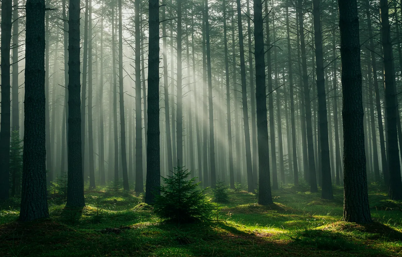Photo wallpaper forest, fog, wallpaper, forest, the sun's rays, fog, sun rays