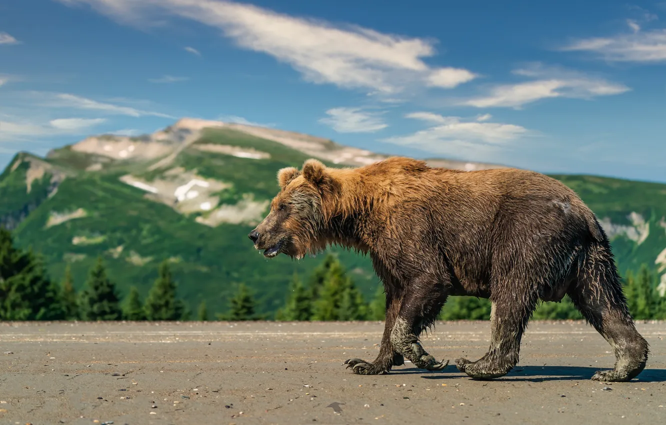 Photo wallpaper forest, mountains, bear, walk