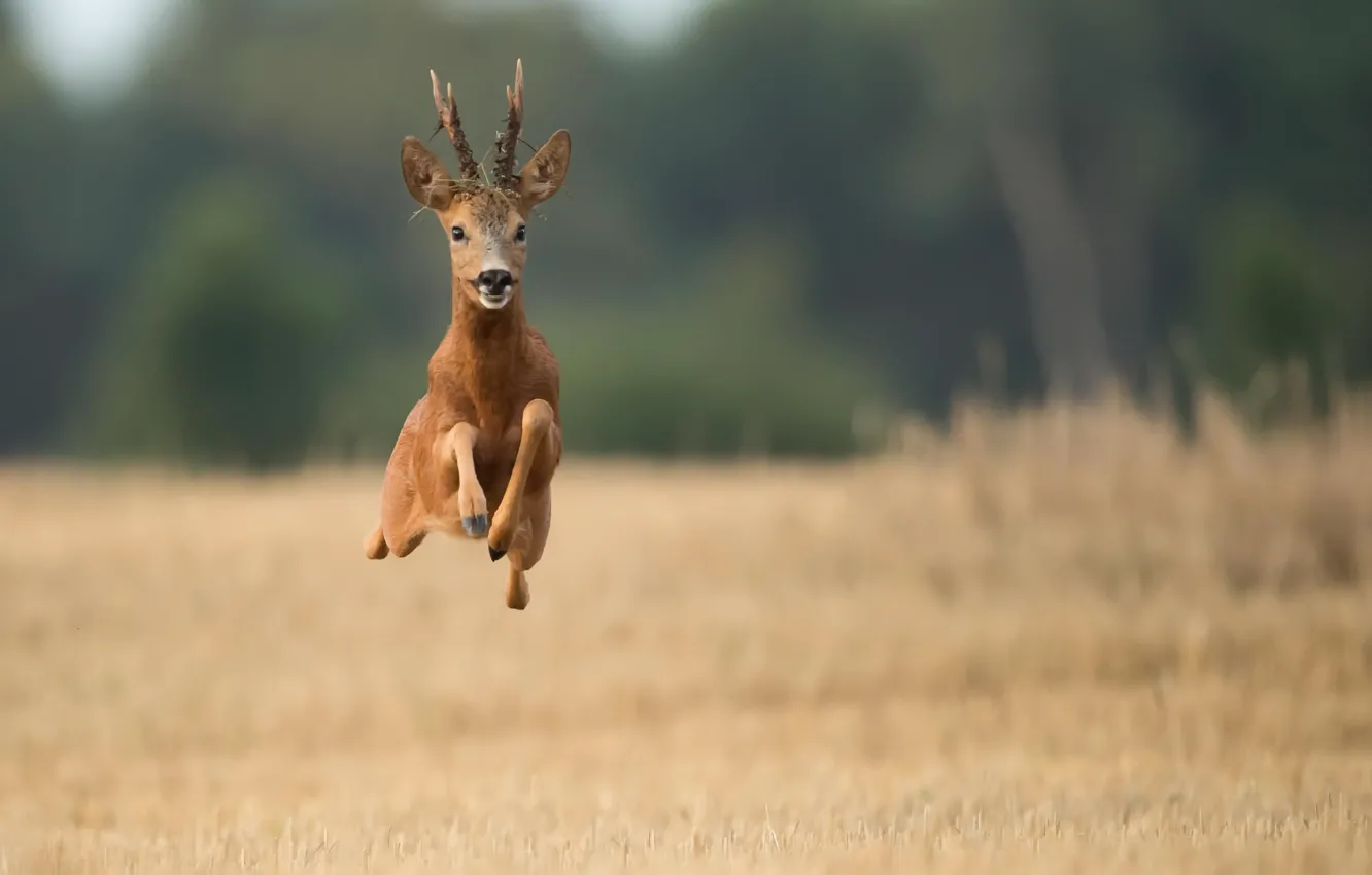 Photo wallpaper field, flight, deer, running