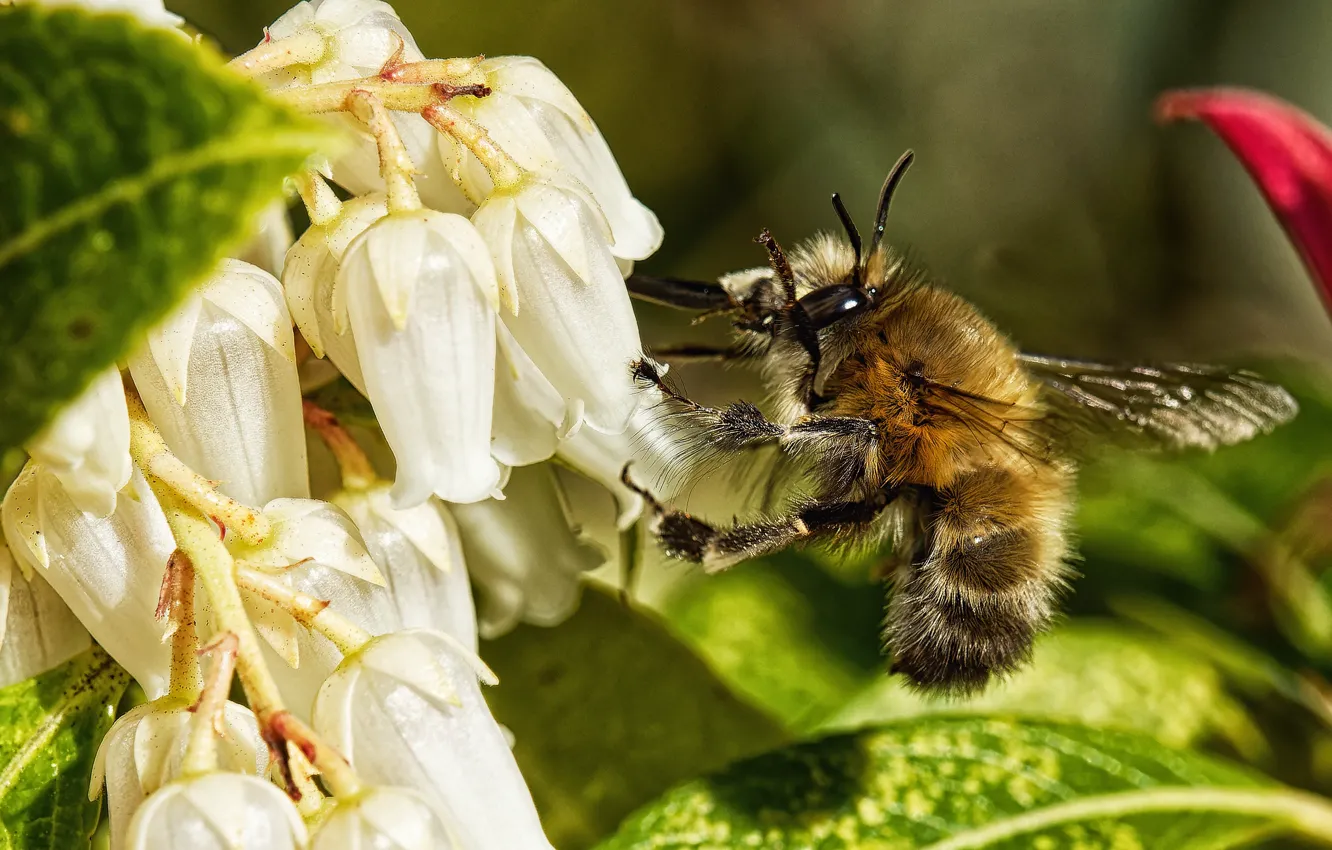 Photo wallpaper macro, light, flowers, bee, spring, white, bumblebee, pollination