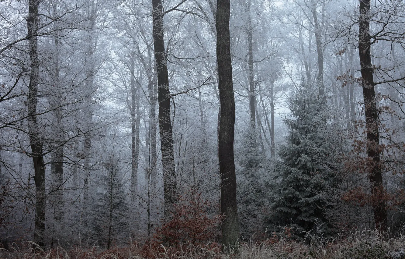 Photo wallpaper frost, forest, trees, nature, the evening
