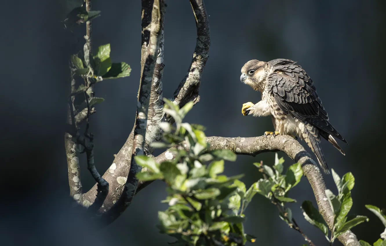Photo wallpaper light, trees, branches, pose, the dark background, bird, foliage, Falcon