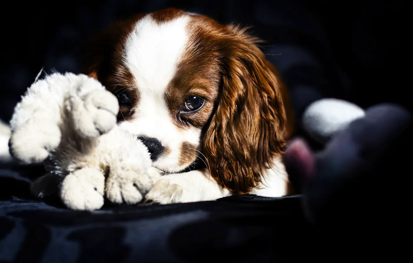 Photo wallpaper look, toy, dog, lies, Spaniel