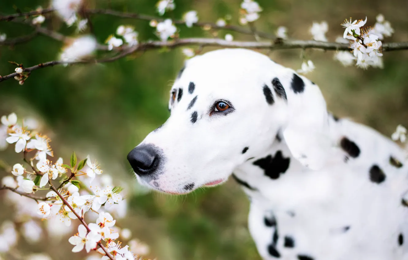 Photo wallpaper white, look, face, flowers, branches, cherry, portrait, dog