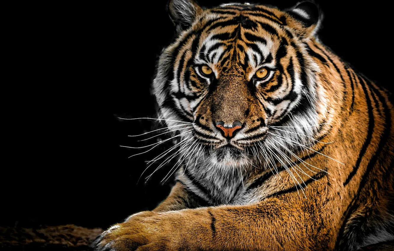 Photo wallpaper Predator, tiger, animal, big cat