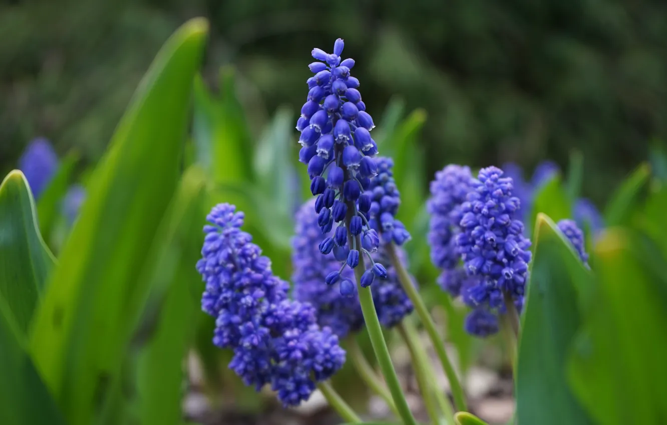 Photo wallpaper flowers, spring, Muscari