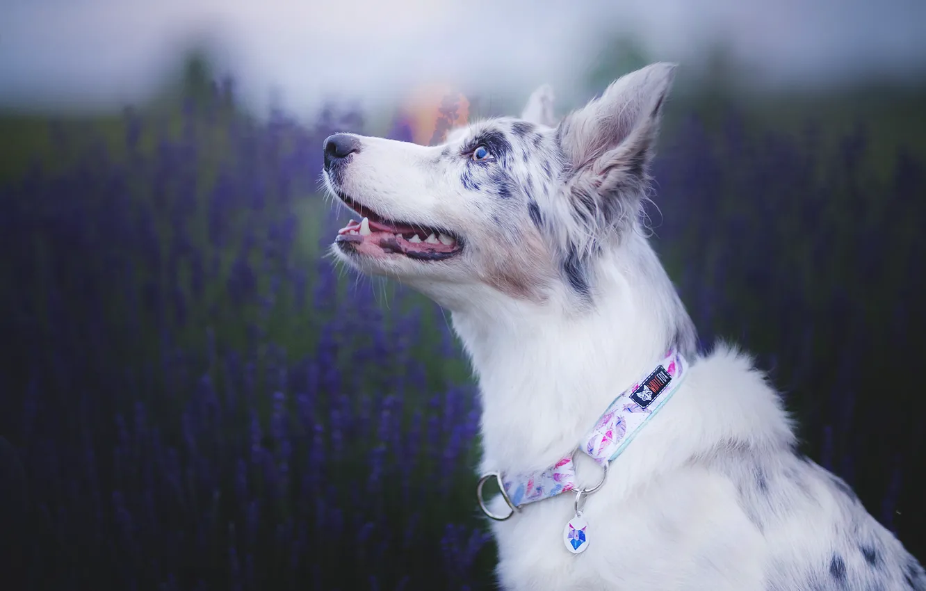 Photo wallpaper face, dog, lavender, bokeh, Australian shepherd, Aussie