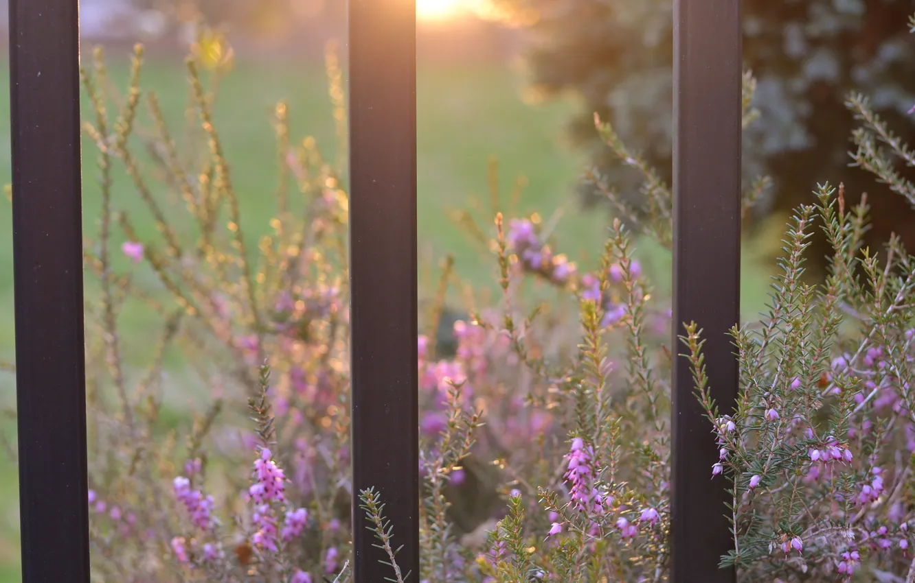 Photo wallpaper greens, the sun, macro, rays, light, flowers, nature, the fence